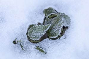 MG_0679-001