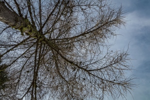 MG_0379-000